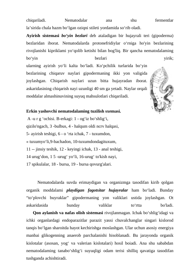 chiqariladi.
 
Nematodalar
 
ana
 
shu
 
fermentlar
la’sirida chala hazm bo‘lgan oziqni stileti yordamida so‘rib oladi.
Ayirish sistemasi  bo‘yin bezlari  deb ataladigan bir hujayrali teri (gipoderma)
bezlaridan  iborat.  Nematodalarda  protonefridiylar  o‘rniga  ho'yin  bezlarining
rivojlanishi kipriklami yo‘qolib ketishi bilan bog'liq. Bir qancha nematodalaming
bo‘yin
 
bezlari
 
yirik;
ularning  ayirish  yo‘li  kalta  bo‘ladi.  Ko‘pchilik  turlarida  bo‘yin
bezlarining  chiqaruv  naylari  gipodermaning  ikki  yon  valigida
joylashgan.  Chiqarish  naylari  uzun  bitta  hujayradan  iborat.
askaridasining chiqarish nayi uzunligi 40 sm ga yetadi. Naylar orqali
moddalar almashinuvining suyuq mahsulotlari chiqariladi. 
Erkin yashovchi nematodalaming tuzilish sxemasi.
 A -u r g ‘ochisi. B-erkagi: 1 - og‘iz bo‘shlig‘i,
qizilo'ngach, 3 -bulbus, 4 - halqum oldi ncrv halqasi,
5- ayirish teshigi, 6 - o ‘rta ichak, 7 - tuxumdon,
« tuxumyo‘li,9-bachadon, 10-tuxumdondagituxum,
11 -- jinsiy teshik, 12 - keyingi ichak, 13 - anal teshigi,
14 urug‘don, 1 5 -urug‘ yo‘li, 16-urug‘ to'kish nayi,
17 spikulalar, 18 - bursa, 19 - bursa qovurg'alari.
   Nematodalarda suvda erimaydigan va organizmga tasodifan kirib qolgan
organik  moddalami  playdigan  fagotsitar  hujayralar  ham  bo‘ladi.  Bunday
“to‘plovchi  buyraklar”  gipodermaning  yon  valiklari  ustida  joylashgan.  Ot
askaridasida
 
bunday
 
valiklar
 
to‘rtta
 
bo'ladi.
     Qon aylanish va nafas olish sistemasi rivojlanmagan. Ichak bo‘shlig‘idagi va
ichki  organlardagi  endoparazitlar  parazit  yassi  chuvalchanglar  singari  kislorod
tanqis bo‘lgan sharoitda hayot kechirishga moslashgan. Ular uchun asosiy energiya
manbai glikogenning anaerob parchalanishi  hisoblanadi. Bu jarayonda organik
kislotalar (asosan, yog‘ va valerian kislotalari) hosil boiadi. Ana shu sababdan
nematodalaming tanabo‘shlig‘i suyuqligi odam  terisi  shilliq qavatiga tasodifan
tushganda achishtiradi. 

