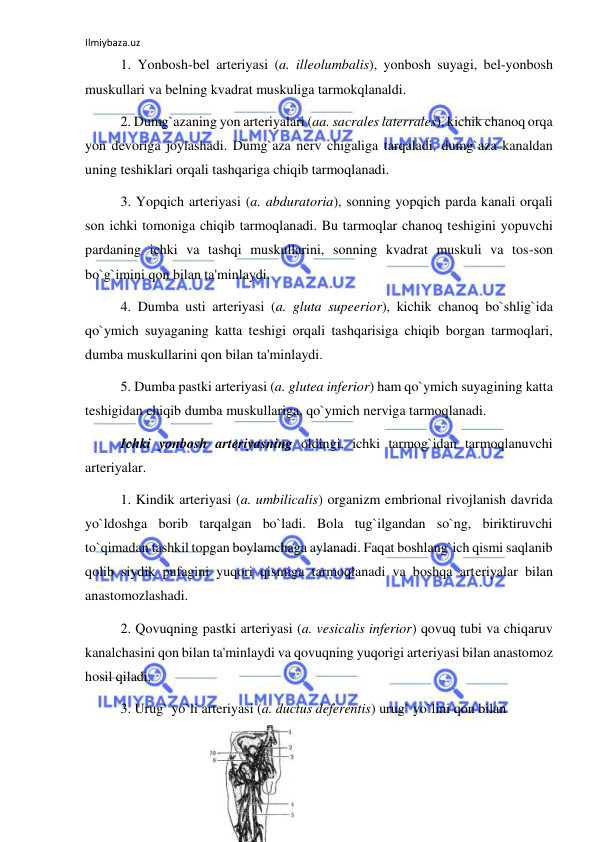 Ilmiybaza.uz 
 
 
1. Yonbosh-bel arteriyasi (a. illeolumbalis), yonbosh suyagi, bel-yonbosh 
muskullari va belning kvadrat muskuliga tarmokqlanaldi. 
 
2. Dumg`azaning yon arteriyalari (aa. sacrales laterrales), kichik chanoq orqa 
yon devoriga joylashadi. Dumg`aza nerv chigaliga tarqaladi, dumg`aza kanaldan 
uning teshiklari orqali tashqariga chiqib tarmoqlanadi. 
 
3. Yopqich arteriyasi (a. abduratoria), sonning yopqich parda kanali orqali 
son ichki tomoniga chiqib tarmoqlanadi. Bu tarmoqlar chanoq teshigini yopuvchi 
pardaning ichki va tashqi muskullarini, sonning kvadrat muskuli va tos-son 
bo`g`imini qon bilan ta'minlaydi. 
 
4. Dumba usti arteriyasi (a. gluta supeerior), kichik chanoq bo`shlig`ida 
qo`ymich suyaganing katta teshigi orqali tashqarisiga chiqib borgan tarmoqlari, 
dumba muskullarini qon bilan ta'minlaydi.  
 
5. Dumba pastki arteriyasi (a. glutea inferior) ham qo`ymich suyagining katta 
teshigidan chiqib dumba muskullariga, qo`ymich nerviga tarmoqlanadi. 
 
Ichki yonbosh arteriyasning oldingi, ichki tarmog`idan tarmoqlanuvchi 
arteriyalar. 
 
1. Kindik arteriyasi (a. umbilicalis) organizm embrional rivojlanish davrida 
yo`ldoshga borib tarqalgan bo`ladi. Bola tug`ilgandan so`ng, biriktiruvchi 
to`qimadan tashkil topgan boylamchaga aylanadi. Faqat boshlang`ich qismi saqlanib 
qolib siydik pufagini yuqori qismiga tarmoqlanadi va boshqa arteriyalar bilan 
anastomozlashadi. 
2. Qovuqning pastki arteriyasi (a. vesicalis inferior) qovuq tubi va chiqaruv 
kanalchasini qon bilan ta'minlaydi va qovuqning yuqorigi arteriyasi bilan anastomoz 
hosil qiladi. 
 
3. Urug` yo`li arteriyasi (a. ductus deferentis) urug` yo`lini qon bilan 
 
 
