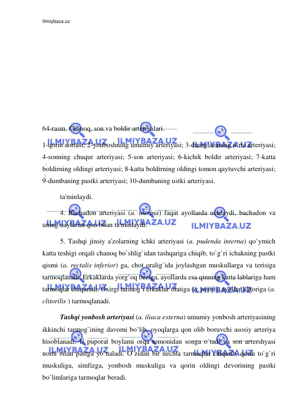 Ilmiybaza.uz 
 
 
 
 
 
 
 
64-rasm. Chanoq, son va boldir arteriyalari.  
1-qorin aortasi; 2-yonboshning umumiy arteriyasi; 3-dumg’azaning o’rta arteriyasi; 
4-sonning chuqur arteriyasi; 5-son arteriyasi; 6-kichik boldir arteriyasi; 7-katta 
boldirning oldingi arteriyasi; 8-katta boldirning oldingi tomon qaytuvchi arteriyasi; 
9-dumbaning pastki arteriyasi; 10-dumbaning ustki arteriyasi.  
 
ta'minlaydi.  
 
4. Bachadon arteriyasi (a. uterina) faqat ayollarda uchraydi, bachadon va 
uning naylarini qon bilan ta'minlaydi. 
 
5. Tashqi jinsiy a'zolarning ichki arteriyasi (a. pudenda interna) qo`ymich 
katta teshigi orqali chanoq bo`shlig`idan tashqariga chiqib, to`g`ri ichakning pastki 
qismi (a. rectalis inferior) ga, chot oralig`ida joylashgan muskullarga va terisiga 
tarmoqlanadi. Erkaklarda yorg`oq beziga, ayollarda esa qinning katta lablariga ham 
tarmoqlar chiqaradi. Oxirgi tarmog`i erkaklar olatiga (a. penis), ayollar klitoriga (a. 
clitorilis ) tarmoqlanadi. 
 
Tashqi yonbosh arteriyasi (a. iliaca externa) umumiy yonbosh arteriyasining 
ikkinchi tarmog`ining davomi bo`lib, oyoqlarga qon olib boruvchi asosiy arteriya 
hisoblanadi. U puporat boylami orqa tomonidan songa o`tadi va son artershyasi 
nomi bilan pastga yo`naladi. O`zidan bir nechta tarmoqlar chiqarib, qorin to`g`ri 
muskuliga, simfizga, yonbosh muskuliga va qorin oldingi devorining pastki 
bo`limlariga tarmoqlar beradi. 
