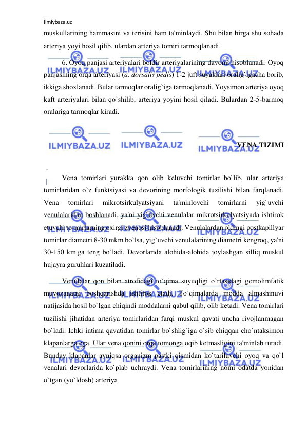 Ilmiybaza.uz 
 
muskullarining hammasini va terisini ham ta'minlaydi. Shu bilan birga shu sohada 
arteriya yoyi hosil qilib, ulardan arteriya tomiri tarmoqlanadi.  
 
6. Oyoq panjasi arteriyalari boldir arteriyalarining davomi hisoblanadi. Oyoq 
panjasining orqa arteriyasi (a. dorsalis pedis) 1-2 juft suyaklari oralig`igacha borib, 
ikkiga shoxlanadi. Bular tarmoqlar oralig`iga tarmoqlanadi. Yoysimon arteriya oyoq 
kaft arteriyalari bilan qo`shilib, arteriya yoyini hosil qiladi. Bulardan 2-5-barmoq 
oralariga tarmoqlar kiradi. 
 
VENA TIZIMI 
 
 
Vena tomirlari yurakka qon olib keluvchi tomirlar bo`lib, ular arteriya 
tomirlaridan o`z funktsiyasi va devorining morfologik tuzilishi bilan farqlanadi. 
Vena 
tomirlari 
mikrotsirkulyatsiyani 
ta'minlovchi 
tomirlarni 
yig`uvchi 
venulalaridan boshlanadi, ya'ni yig`uvchi venulalar mikrotsirkulyatsiyada ishtirok 
etuvchi to-mirlarning oxirgi zvenosi hisoblanadi. Venulalardan oldingi postkapillyar 
tomirlar diametri 8-30 mkm bo`lsa, yig`uvchi venulalarining diametri kengroq, ya'ni 
30-150 km.ga teng bo`ladi. Devorlarida alohida-alohida joylashgan silliq muskul 
hujayra guruhlari kuzatiladi. 
 
Venulalar qon bilan atrofidagi to`qima suyuqligi o`rtasidagi gemolimfatik 
muvozanatni boshqarishda ishtirok etadi. To`qimalarda modda almashinuvi 
natijasida hosil bo`lgan chiqindi moddalarni qabul qilib, olib ketadi. Vena tomirlari 
tuzilishi jihatidan arteriya tomirlaridan farqi muskul qavati uncha rivojlanmagan 
bo`ladi. Ichki intima qavatidan tomirlar bo`shlig`iga o`sib chiqqan cho`ntaksimon 
klapanlarga ega. Ular vena qonini orqa tomonga oqib ketmasligini ta'minlab turadi. 
Bunday klapanlar ayniqsa organizm pastki qismidan ko`tariluvchi oyoq va qo`l 
venalari devorlarida ko`plab uchraydi. Vena tomirlarining nomi odatda yonidan 
o`tgan (yo`ldosh) arteriya  
