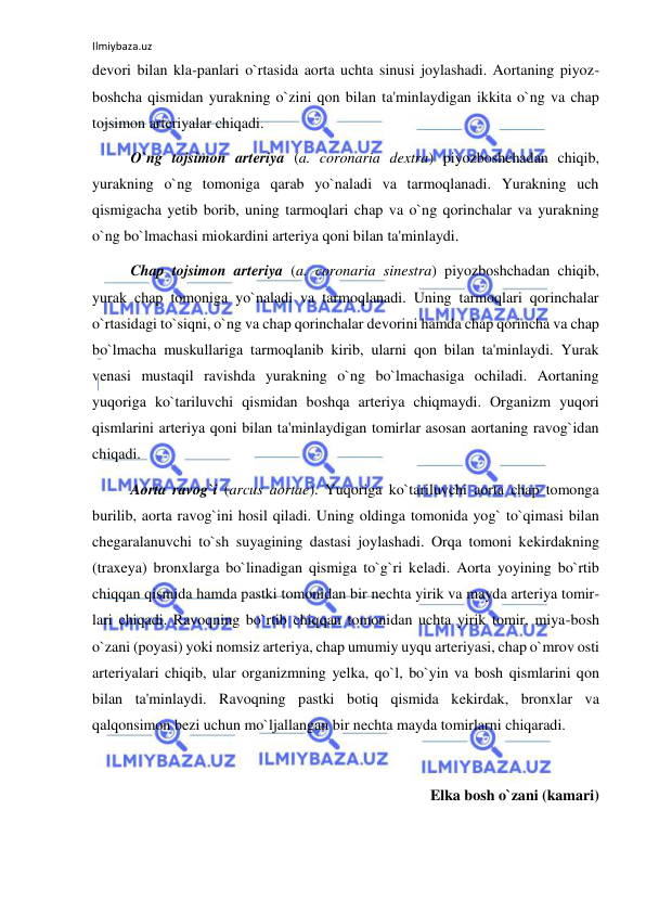 Ilmiybaza.uz 
 
devori bilan kla-panlari o`rtasida aorta uchta sinusi joylashadi. Aortaning piyoz-
boshcha qismidan yurakning o`zini qon bilan ta'minlaydigan ikkita o`ng va chap 
tojsimon arteriyalar chiqadi.  
 
O`ng tojsimon arteriya (a. coronaria dextra) piyozboshchadan chiqib, 
yurakning o`ng tomoniga qarab yo`naladi va tarmoqlanadi. Yurakning uch 
qismigacha yetib borib, uning tarmoqlari chap va o`ng qorinchalar va yurakning 
o`ng bo`lmachasi miokardini arteriya qoni bilan ta'minlaydi.  
 
Chap tojsimon arteriya (a. coronaria sinestra) piyozboshchadan chiqib, 
yurak chap tomoniga yo`naladi va tarmoqlanadi. Uning tarmoqlari qorinchalar 
o`rtasidagi to`siqni, o`ng va chap qorinchalar devorini hamda chap qorincha va chap 
bo`lmacha muskullariga tarmoqlanib kirib, ularni qon bilan ta'minlaydi. Yurak 
venasi mustaqil ravishda yurakning o`ng bo`lmachasiga ochiladi. Aortaning 
yuqoriga ko`tariluvchi qismidan boshqa arteriya chiqmaydi. Organizm yuqori 
qismlarini arteriya qoni bilan ta'minlaydigan tomirlar asosan aortaning ravog`idan 
chiqadi. 
 
Aorta ravog`i (arcus aortae). Yuqoriga ko`tariluvchi aorta chap tomonga 
burilib, aorta ravog`ini hosil qiladi. Uning oldinga tomonida yog` to`qimasi bilan 
chegaralanuvchi to`sh suyagining dastasi joylashadi. Orqa tomoni kekirdakning 
(traxeya) bronxlarga bo`linadigan qismiga to`g`ri keladi. Aorta yoyining bo`rtib 
chiqqan qismida hamda pastki tomonidan bir nechta yirik va mayda arteriya tomir-
lari chiqadi. Ravoqning bo`rtib chiqqan tomonidan uchta yirik tomir, miya-bosh 
o`zani (poyasi) yoki nomsiz arteriya, chap umumiy uyqu arteriyasi, chap o`mrov osti 
arteriyalari chiqib, ular organizmning yelka, qo`l, bo`yin va bosh qismlarini qon 
bilan ta'minlaydi. Ravoqning pastki botiq qismida kekirdak, bronxlar va 
qalqonsimon bezi uchun mo`ljallangan bir nechta mayda tomirlarni chiqaradi. 
 
Elka bosh o`zani (kamari) 
 
