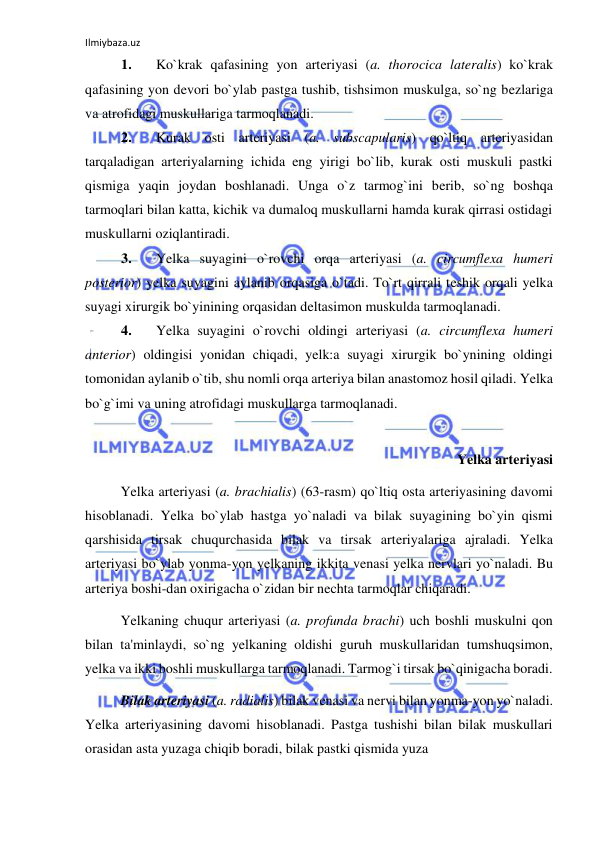 Ilmiybaza.uz 
 
1. 
Ko`krak qafasining yon arteriyasi (a. thorocica lateralis) ko`krak 
qafasining yon devori bo`ylab pastga tushib, tishsimon muskulga, so`ng bezlariga 
va atrofidagi muskullariga tarmoqlanadi. 
2. 
Kurak osti arteriyasi (a. subscapularis) qo`ltiq arteriyasidan 
tarqaladigan arteriyalarning ichida eng yirigi bo`lib, kurak osti muskuli pastki 
qismiga yaqin joydan boshlanadi. Unga o`z tarmog`ini berib, so`ng boshqa 
tarmoqlari bilan katta, kichik va dumaloq muskullarni hamda kurak qirrasi ostidagi 
muskullarni oziqlantiradi. 
3. 
Yelka suyagini o`rovchi orqa arteriyasi (a. circumflexa humeri 
posterior) yelka suyagini aylanib orqasiga o`tadi. To`rt qirrali teshik orqali yelka 
suyagi xirurgik bo`yinining orqasidan deltasimon muskulda tarmoqlanadi. 
4. 
Yelka suyagini o`rovchi oldingi arteriyasi (a. circumflexa humeri 
anterior) oldingisi yonidan chiqadi, yelk:a suyagi xirurgik bo`ynining oldingi 
tomonidan aylanib o`tib, shu nomli orqa arteriya bilan anastomoz hosil qiladi. Yelka 
bo`g`imi va uning atrofidagi muskullarga tarmoqlanadi. 
 
Yelka arteriyasi 
 
Yelka arteriyasi (a. brachialis) (63-rasm) qo`ltiq osta arteriyasining davomi 
hisoblanadi. Yelka bo`ylab hastga yo`naladi va bilak suyagining bo`yin qismi 
qarshisida tirsak chuqurchasida bilak va tirsak arteriyalariga ajraladi. Yelka 
arteriyasi bo`ylab yonma-yon yelkaning ikkita venasi yelka nervlari yo`naladi. Bu 
arteriya boshi-dan oxirigacha o`zidan bir nechta tarmoqlar chiqaradi. 
 
Yelkaning chuqur arteriyasi (a. profunda brachi) uch boshli muskulni qon 
bilan ta'minlaydi, so`ng yelkaning oldishi guruh muskullaridan tumshuqsimon, 
yelka va ikki boshli muskullarga tarmoqlanadi. Tarmog`i tirsak bo`qinigacha boradi. 
 
Bilak arteriyasi (a. radialis) bilak venasi va nervi bilan yonma-yon yo`naladi. 
Yelka arteriyasining davomi hisoblanadi. Pastga tushishi bilan bilak muskullari 
orasidan asta yuzaga chiqib boradi, bilak pastki qismida yuza  
