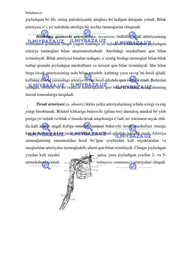 Ilmiybaza.uz 
 
joylashgan bo`lib, uning pulsatsiyasini aniqlasa bo`ladigan darajada yotadi. Bilak 
arteriyasi o`z yo`nalishida atrofiga bir nechta tarmoqlarini chiqaradi. 
 
Bilakning qaytuvchi arteriyasi (a. recurrens radialis) bilak arteriyasining 
boshlanish qismidan chiqib yuqori tomonga yo`naladi va yelka chuquri joylashgan 
arteriya tarmoqlari bilan anastomozlashadi. Atrofidagi muskullarni qon bilan 
ta'minlaydi. Bilak arteriyasi bundan tashqari, o`zining boshqa tarmoqlari bilan bilak 
tashqi qismida joylashgan muskullarni va terisini qon bilan ta'minlaydi. Shu bilan 
birga tirsak arteriyasining uchi bilan tutashib, kaftning yuza ravog`ini hosil qiladi, 
kaftning dorzal yuzasidagi arteriya to`rini hosil qilishda qam ishtirok etadi. Bulardan 
tashqari, birinchi va ko`rsatkich barmoqlarini qon bilan ta'minlab, so`ng ularning 
lateral tomonlariga tarqaladi. 
 
Tirsak arteriyasi (a. ulnaris) ikkita yelka arteriyalarining ichida oxirgi va eng 
yirigi hisoblaiadi. Bilakni ichkariga bukuvchi (gfona-tor) dumaloq muskul bo`ylab 
pastga yo`naladi va bilak o`rtasida tirsak ariqchasiga o`tadi, no`xatsimon suyak oldi-
da kaft kanali orqali kaftga tutashib, panjani bukuvchi tirsak muskullari orasiga 
kiradi. Kaftning ikkita yuza va ichkari yoyini hosil qilishda ishtarok etadi. Arteriya 
tarmoqlarining anasmozidan hosil bo`lgan yoylaridan kaft suyaklaridan va 
moqlaridan arteriyalar tarmoqlashib, ularni qon bilan ta'miilaydi. Chuqur joylashgan 
yoydan kaft suyaklariga (a. palmaris) tarqalsa, yuza joylashgan yoydan 2- va 5-
tarmokdarni ta'minlaydigan (aa. digitales palmares communes) arteriyalari chiqadi. 
 
 
 
 
 
 
 
