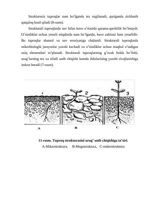 Strukturasiz  tuproqlar  nam  bo’lganda  tez  ezgilanadi,  quriganda  zichlanib
qatqaloq hosil qiladi (8-rasm).
Strukturali tuproqlarda suv bilan havo o’rtasida qarama-qarshilik bo’lmaydi.
O’simliklar uchun yetarli miqdorda nam bo’lganda, havo zahirasi ham yetarlidir.
Bu  tuproqlar  shamol  va  suv  eroziyasiga  chidamli.  Strukturali  tuproqlarda
mikrobiologik jarayonlar yaxshi kechadi va o’simliklar uchun maqbul o’tadigan
oziq  elementlari  to’planadi.  Strukturali  tuproqlarning  g’ovak  holda  bo’lishi,
urug’larning tez va sifatli unib chiqishi hamda ildizlarining yaxshi rivojlanishiga
imkon beradi (7-rasm).
11-rasm. Tuproq strukturasini urug’ unib chiqishiga ta’siri.
A-Mikrostruktura,     B-Megastruktura,   C-makrostruktura
