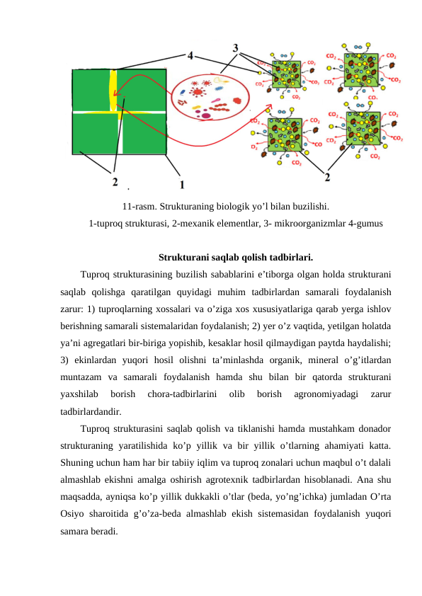 11-rasm. Strukturaning biologik yo’l bilan buzilishi.
1-tuproq strukturasi, 2-mexanik elementlar, 3- mikroorganizmlar 4-gumus
Strukturani saqlab qolish tadbirlari.
Tuproq strukturasining buzilish sabablarini e’tiborga olgan holda strukturani
saqlab  qolishga  qaratilgan  quyidagi  muhim  tadbirlardan  samarali  foydalanish
zarur: 1) tuproqlarning xossalari va o’ziga xos xususiyatlariga qarab yerga ishlov
berishning samarali sistemalaridan foydalanish; 2) yer o’z vaqtida, yetilgan holatda
ya’ni agregatlari bir-biriga yopishib, kesaklar hosil qilmaydigan paytda haydalishi;
3)  ekinlardan  yuqori  hosil  olishni  ta’minlashda  organik,  mineral  o’g’itlardan
muntazam  va  samarali  foydalanish  hamda  shu  bilan  bir  qatorda  strukturani
yaxshilab  borish  chora-tadbirlarini  olib  borish  agronomiyadagi  zarur
tadbirlardandir.
Tuproq strukturasini saqlab qolish va tiklanishi hamda mustahkam donador
strukturaning yaratilishida  ko’p yillik va bir yillik o’tlarning ahamiyati  katta.
Shuning uchun ham har bir tabiiy iqlim va tuproq zonalari uchun maqbul o’t dalali
almashlab ekishni amalga oshirish agrotexnik tadbirlardan hisoblanadi. Ana shu
maqsadda, ayniqsa ko’p yillik dukkakli o’tlar (beda, yo’ng’ichka) jumladan O’rta
Osiyo sharoitida g’o’za-beda almashlab ekish sistemasidan  foydalanish yuqori
samara beradi.
