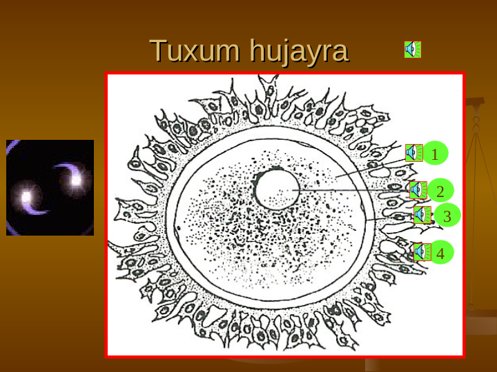 Tuxum hujayra
Tuxum hujayra
1
2
3
4
