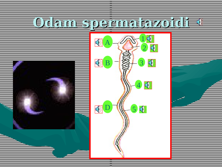 Odam spermatazoidi
Odam spermatazoidi
A
B
D
1
2
3
4
5
