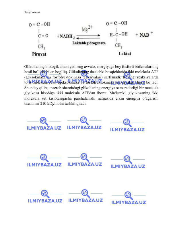 Ilmiybaza.uz 
 
  
Glikolizning biologik ahamiyati, eng avvalo, energiyaga boy fosforli birikmalarning 
hosil bo’lishi bilan bog’liq. Glikolizning dastlabki bosqichlarida ikki molekula ATF 
(geksokinaza va fosfofruktokinaza reaksiyalari) sarflanadi. Keyingi reaksiyalarda 
to’rt molekula ATF (geksokinaza va fosfofruktokinaza reaksiyalari) hosil bo’ladi. 
Shunday qilib, anaerob sharoitdagi glikolizning energiya samaradorligi bir moekula 
glyukoza hisobiga ikki molekula ATFdan iborat. Ma‘lumki, glyukozaning ikki 
molekula sut kislotasigacha parchalanishi natijasida erkin energiya o’zgarishi 
taxminan 210 kDj/molni tashkil qiladi:  
  
 
