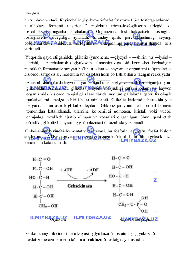 Ilmiybaza.uz 
 
bir xil davom etadi. Keyinchalik glyukoza-6-fosfat fruktozo-1,6-difosfatga aylanadi, 
u aldolaza fermenti ta‘sirida 2 molekula trioza-fosfoglitserin aldegidi va 
fosfodioksiatsetongacha parchalanadi. Organizmda fosfodioksiatseton osongina 
fosfoglitserin aldegidiga aylanadi. Shunday qilib, parchalanishning keyingi 
bosqichlarida 2 molekula fosfoglitserin aldegidning parchalanishi haqida so’z 
yuritiladi.  
 Yuqorida qayd etilganidek, glikoliz (yunoncha, ―glyzys‖ – ―shirin‖ va ―lysis‖ – 
―erish‖, ―parchalanish‖) glyukozani almashinuviga oid ketma-ket kechadigan 
murakkab fermentativ jarayon bo’lib, u odam va hayvonlar organizmi to’qimalarida 
kislorod ishtirokisiz 2 molekula sut kislotasi hosil bo’lishi bilan o’tadigan reaksiyadir.  
Anaerob sharoitlarda hayvon organizmi uchun energiya yetkazib beradigan jarayon-
glikolizdir. Aynan shu glikoliz jarayoni mavjudligi tufayli odam va hayvon 
organizmida kislorod tanqisligi sharoitlarida ma‘lum pallalarda qator fiziologik 
funksiyalarni amalga oshirilishi ta‘minlanadi. Glikoliz kislorod ishtirokida yuz 
berganda, buni aerob glikoliz deyiladi. Glikoliz jarayonini o’n bir xil ferment 
tomonidan katalizlanadi, ularning ko’pchiligi gomogen, kristall yoki yuqori 
darajadagi tozalikda ajratib olingan va xossalari o’rganilgan. Shuni qayd etish 
o’rinliki, glikoliz hujayraning gialoplazmasi (sitozoli)da yuz beradi.  
 Glikolizning birinchi fermentativ reaksiyasi, bu fosforlanish, ya‘ni fosfat kislota 
qoldig’ining ATF energiyasi evaziga glyukozaga ko’chirilishi bo’lib, u geksokinaza 
tomonidan katalizlanadi:  
 
  
 
  
 Glyukoza    
  
  
  
 Glyukoza-6-fosfat  
  
Glikolizning ikkinchi reaksiyasi glyukoza-6-fosfatning glyukoza-6-
fosfatizomeraza fermenti ta‘sirida fruktozo-6-fosfatga aylanishidir:  
