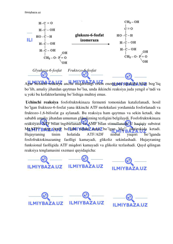 Ilmiybaza.uz 
 
  
Glyukoza-6-fosfat      Fruktozo-6-fosfat  
  
Agar birinchi reaksiya ancha miqdordagi erkin energiyani ajralishi bilan bog’liq 
bo’lib, amaliy jihatdan qaytmas bo’lsa, unda ikkinchi reaksiya juda yengil o’tadi va 
u yoki bu kofaktorlarning bo’lishiga muhtoj emas.  
 Uchinchi reaksiya fosfofruktokinaza fermenti tomonidan katalizlanadi, hosil 
bo’lgan fruktozo-6-fosfat yana ikkinchi ATF molekulasi yordamida fosforlanadi va 
fruktozo-1,6-bifosfat ga aylanadi. Bu reaksiya ham qaytmas va sekin ketadi, shu 
sababli amaliy jihatdan umuman glikolizning tezligini belgilaydi. Fosfofruktokinaza 
reaksiyasi ATF bilan ingibirlanadi va AMF bilan stimullanadi. U haqiqiy substrat 
MgATF2+ ning hosil bo’lishi uchun zarur bo’lgan Mg2+ ishtirokida ketadi. 
Hujayraning 
tinim 
holatida 
ATF/ADF 
nisbat 
yuqori 
bo’lganda 
fosfofruktokinazaning faolligi kamayadi, glikoliz sekinlashadi. Hujayraning 
funksional faolligida ATF miqdori kamayadi va glikoliz tezlashadi. Qayd qilingan 
reaksiya tenglamasini sxemasi quyidagicha:  
  
