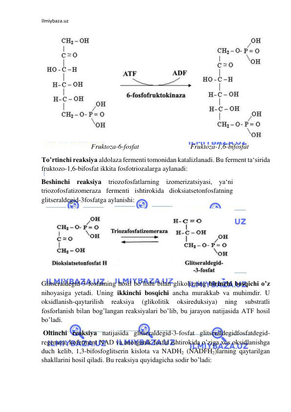 Ilmiybaza.uz 
 
  
 
  
  
 Fruktoza-6-fosfat  
    Fruktoza-1,6-bifosfat  
To’rtinchi reaksiya aldolaza fermenti tomonidan katalizlanadi. Bu ferment ta‘sirida 
fruktozo-1,6-bifosfat ikkita fosfotriozalarga aylanadi:  
Beshinchi reaksiya triozofosfatlarning izomerizatsiyasi, ya‘ni 
triozofosfatizomeraza fermenti ishtirokida dioksiatsetonfosfatning 
glitseraldegid-3fosfatga aylanishi:  
  
Glitseraldegid-3-fosfatning hosil bo’lishi bilan glikolizning birinchi bosqichi o’z 
nihoyasiga yetadi. Uning ikkinchi bosqichi ancha murakkab va muhimdir. U 
oksidlanish-qaytarilish 
reaksiya 
(glikolitik 
oksireduksiya) 
ning 
substratli 
fosforlanish bilan bog’langan reaksiyalari bo’lib, bu jarayon natijasida ATF hosil 
bo’ladi.  
 Oltinchi reaksiya natijasida glitseraldegid-3-fosfat glitseraldegidfosfatdegid-
regenaza, koferment NAD va anorganik fosfat ishtirokida o’ziga xos oksidlanishga 
duch kelib, 1,3-bifosfoglitserin kislota va NADH2 (NADFH2)larning qaytarilgan 
shakllarini hosil qiladi. Bu reaksiya quyidagicha sodir bo’ladi:  
  
