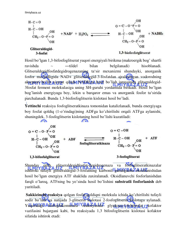 Ilmiybaza.uz 
 
  
Hosil bo’lgan 1,3-bifosfoglitserat yuqori energiyali birikma (makroergik bog’ shartli 
ravishda 
~ 
―tilde‖ 
bilan 
belgilanadi) 
hisoblanadi. 
Glitseraldegidfosfatdegidrogenazaning ta‘sir mexanizmi shundayki, anorganik 
fosfor mavjudligida NAD+ glitseraldegid-3-fosfatdan ajralayotgan vodorodning 
akseptori bo’lib xizmat qiladi. NADH2ni hosil bo’lish jarayonida glitseraldegid-
3fosfat ferment molekulasiga uning SH-guruhi yordamida birikadi. Hosil bo’lgan 
bog’lanish energiyaga boy, lekin u barqaror emas va anorganik fosfor ta‘sirida 
parchalanadi. Bunda 1,3-bisfosfoglitserin kislotasi hosil bo’ladi.  
Yettinchi reaksiya fosfoglitseratkinaza tomonidan katalizlanadi, bunda energiyaga 
boy fosfat qoldiq (1-o’rindagi)ning ADFga ko’chirilishi orqali ATFga aylanishi, 
shuningdek, 3-fosfoglitserin kislotaning hosil bo’lishi kuzatiladi:  
  
Shunday qilib, glitseraldegidfosfat-degidrogenaza va fosfoglitseratkinazalar 
ishtiroki tufayli glitseraldegid-3-fosfatning karbonil guruhgacha oksidlanishidan 
hosil bo’lgan energiya ATF shaklida zaxiralanadi. Oksidlanuvchi fosforlanishdan 
farqli o’laroq, ATFning bu yo’sinda hosil bo’lishini substratli fosforlanish deb 
yuritiladi.  
 Sakkizinchi reaksiya qolgan fosfat qoldiqni molekula ichida ko’chirilishi tufayli 
sodir bo’ladi va natijada 3-glitserin kislotasi 2-fosfoglitserin kislotaga aylanadi. 
Yuqoridagi 
fosfoglukomutaza 
reaksiyasida 
glyukoza-1,6-bifosfat 
kofaktor 
vazifasini bajargani kabi, bu reaksiyada 1,3 bifosfoglitserin kislotasi kofaktor 
sifatida ishtirok etadi:  
  
