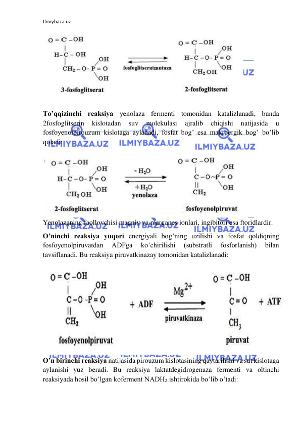 Ilmiybaza.uz 
 
  
  
To’qqizinchi reaksiya yenolaza fermenti tomonidan katalizlanadi, bunda 
2fosfoglitserin 
kislotadan 
suv 
molekulasi 
ajralib 
chiqishi 
natijasida 
u 
fosfoyenolpirouzum kislotaga aylanadi, fosfat bog’ esa makroergik bog’ bo’lib 
qoladi:  
  
Yenolazaning faollovchisi magniy va marganes ionlari, ingibitori esa ftoridlardir.  
O’ninchi reaksiya yuqori energiyali bog’ning uzilishi va fosfat qoldiqning 
fosfoyenolpiruvatdan 
ADFga 
ko’chirilishi 
(substratli 
fosforlanish) 
bilan 
tavsiflanadi. Bu reaksiya piruvatkinazay tomonidan katalizlanadi:  
  
O’n birinchi reaksiya natijasida pirouzum kislotasining qaytarilishi va sut kislotaga 
aylanishi yuz beradi. Bu reaksiya laktatdegidrogenaza fermenti va oltinchi 
reaksiyada hosil bo’lgan koferment NADH2 ishtirokida bo’lib o’tadi:  
