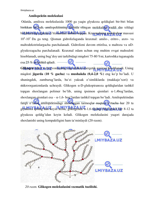 Ilmiybaza.uz 
 
    Amilopektin molekulasi  
 Odatda, amiloza molekulasida 1000 ga yaqin glyukoza qoldiqlari bir-biri bilan 
birikkan bo’ladi, amilopektinning alohida olingan molekulasi xuddi shu xildagi 
birliklarning yigirma-o’ttiztasidan tashkil topgan. Kraxmalning molekulyar massasi 
105-107 Da ga teng. Qisman gidrolizlaganda kraxmal: amilo-, eritro-, axro- va 
maltodekstrinlargacha parchalanadi. Gidrolizni davom ettirilsa, u maltoza va αD-
glyukozagacha parchalanadi. Kraxmal odam uchun eng muhim ovqat mahsuloti 
hisoblanadi, uning bug’doy uni tarkibidagi miqdori 75-80 %ni, kartoshka tuganagida 
esa 25 % ni tashkil qiladi.  
Glikogen odam va hayvonlarning eng muhim energetik zaxirasi hisoblanadi. Uning 
miqdori jigarda (10 % gacha) va mushakda (0,4-2,0 %) eng ko’p bo’ladi. U 
shuningdek, zamburug’larda, ba‘zi yuksak o’simliklarda (makkajo’xori) va 
mikroorganizmlarda uchraydi. Glikogen α-D-glukopiranoza qoldiqlaridan tashkil 
topgan shoxlangan polimer bo’lib, uning ipsimon qismlari α-1,4bog’lardan, 
shoxlangan qismlari esa – α-1,6- bog’lardan tashkil topgan bo’ladi. Amilopektindan 
farqli o’laroq amilopektindagi shoxlangan tarmoqlar nuqtasi o’rtacha har 20 ta 
glyukoza qoldig’dan keyin kelsa, glikogenda α-1,6-tipdagi bog’lanish har 8-12 ta 
glyukoza qoldig’idan keyin keladi. Glikogen molekulasini yuqori darajada 
shoxlanishi uning kompaktligini ham ta‘minlaydi (20-rasm).  
  
  
20-rasm. Glikogen molekulasini sxematik tuzilishi.  
  а   
  b   
