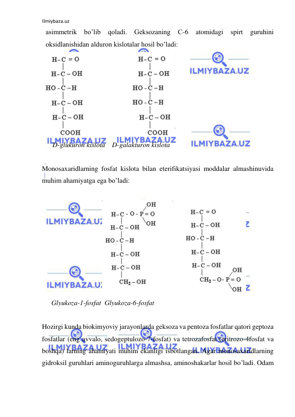 Ilmiybaza.uz 
 
asimmetrik bo’lib qoladi. Geksozaning C-6 atomidagi spirt guruhini 
oksidlanishidan alduron kislotalar hosil bo’ladi:  
  
      D-glukuron kislota    D-galakturon kislota  
  
Monosaxaridlarning fosfat kislota bilan eterifikatsiyasi moddalar almashinuvida 
muhim ahamiyatga ega bo’ladi:  
  
 
Glyukoza-1-fosfat  Glyukoza-6-fosfat  
  
Hozirgi kunda biokimyoviy jarayonlarda geksoza va pentoza fosfatlar qatori geptoza 
fosfatlar (eng avvalo, sedogeptulozo-7-fosfat) va tetrozafosfat (eritrozo-4fosfat va 
boshqa) larning ahamiyati muhim ekanligi isbotlangan. Agar monosaxaridlarning 
gidroksil guruhlari aminoguruhlarga almashsa, aminoshakarlar hosil bo’ladi. Odam 
