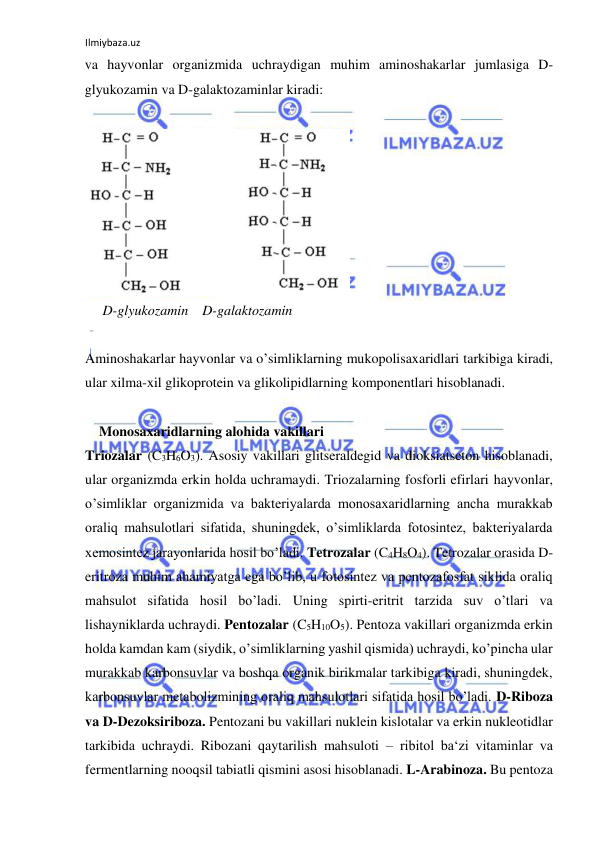 Ilmiybaza.uz 
 
va hayvonlar organizmida uchraydigan muhim aminoshakarlar jumlasiga D-
glyukozamin va D-galaktozaminlar kiradi:  
  
  
     D-glyukozamin    D-galaktozamin  
  
Aminoshakarlar hayvonlar va o’simliklarning mukopolisaxaridlari tarkibiga kiradi, 
ular xilma-xil glikoprotein va glikolipidlarning komponentlari hisoblanadi.  
     
    Monosaxaridlarning alohida vakillari  
Triozalar (C3H6O3). Asosiy vakillari glitseraldegid va dioksiatseton hisoblanadi, 
ular organizmda erkin holda uchramaydi. Triozalarning fosforli efirlari hayvonlar, 
o’simliklar organizmida va bakteriyalarda monosaxaridlarning ancha murakkab 
oraliq mahsulotlari sifatida, shuningdek, o’simliklarda fotosintez, bakteriyalarda 
xemosintez jarayonlarida hosil bo’ladi. Tetrozalar (C4H8O4). Tetrozalar orasida D-
eritroza muhim ahamiyatga ega bo’lib, u fotosintez va pentozafosfat siklida oraliq 
mahsulot sifatida hosil bo’ladi. Uning spirti-eritrit tarzida suv o’tlari va 
lishayniklarda uchraydi. Pentozalar (C5H10O5). Pentoza vakillari organizmda erkin 
holda kamdan kam (siydik, o’simliklarning yashil qismida) uchraydi, ko’pincha ular 
murakkab karbonsuvlar va boshqa organik birikmalar tarkibiga kiradi, shuningdek, 
karbonsuvlar metabolizmining oraliq mahsulotlari sifatida hosil bo’ladi. D-Riboza 
va D-Dezoksiriboza. Pentozani bu vakillari nuklein kislotalar va erkin nukleotidlar 
tarkibida uchraydi. Ribozani qaytarilish mahsuloti – ribitol ba‘zi vitaminlar va 
fermentlarning nooqsil tabiatli qismini asosi hisoblanadi. L-Arabinoza. Bu pentoza 
