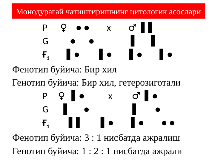 Монодурагай чатиштиришнинг цитологик асослари
              Р      ♀    ● ●        х        
  
♂ ▌▌
              G          ●      ●                  
▌       
▌
              Ғ1        ● 
▌
        ●  
▌
      ●    
▌
    ●
▌
Фенотип буйича: Бир хил 
Генотип буйича: Бир хил, гетерозиготали
              Р     ♀   ●
▌            х         
♂  
●
▌
              G        
▌      ●                     
▌       ● 
              Ғ1         
 
▌▌        ●     
▌
   ● 
▌
       ● ●
Фенотип буйича: 3 : 1 нисбатда ажралиш 
Генотип буйича: 1 : 2 : 1 нисбатда ажрали
