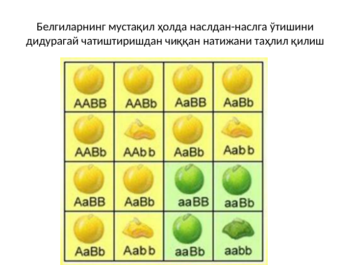 Белгиларнинг мустақил ҳолда наслдан-наслга ўтишини 
дидурагай чатиштиришдан чиққан натижани таҳлил қилиш 
