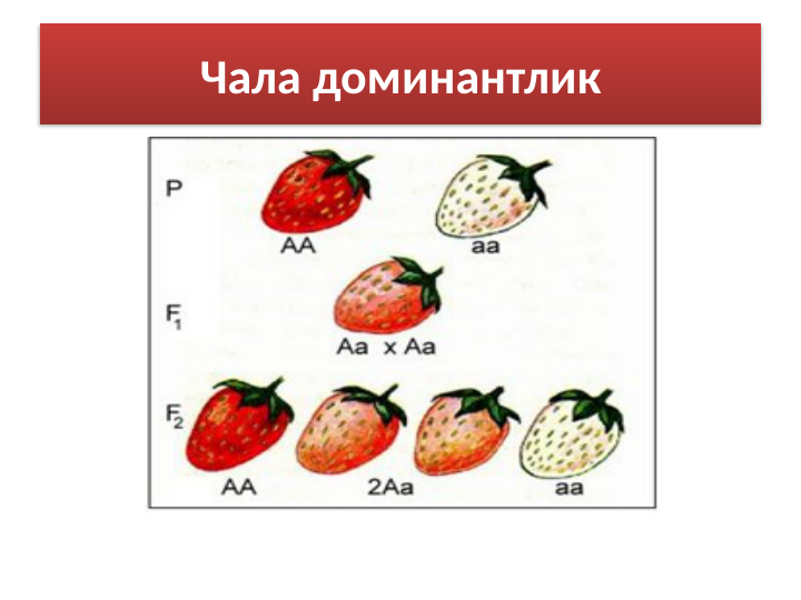 Чала доминантлик
