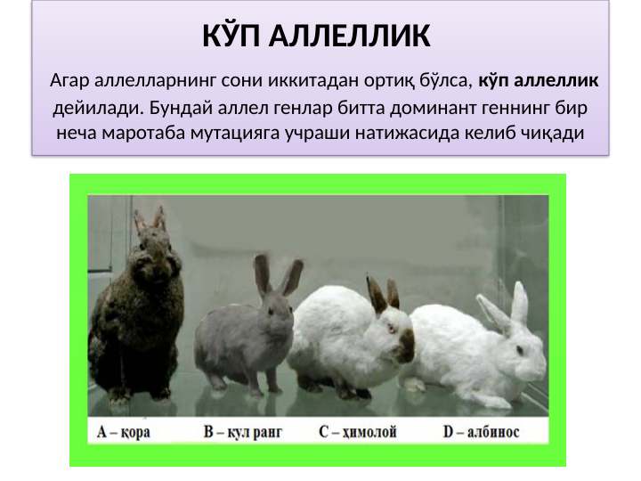 КЎП АЛЛЕЛЛИК 
 Агар аллелларнинг сони иккитадан ортиқ бўлса, кўп аллеллик 
дейилади. Бундай аллел генлар битта доминант геннинг бир 
неча маротаба мутацияга учраши натижасида келиб чиқади
