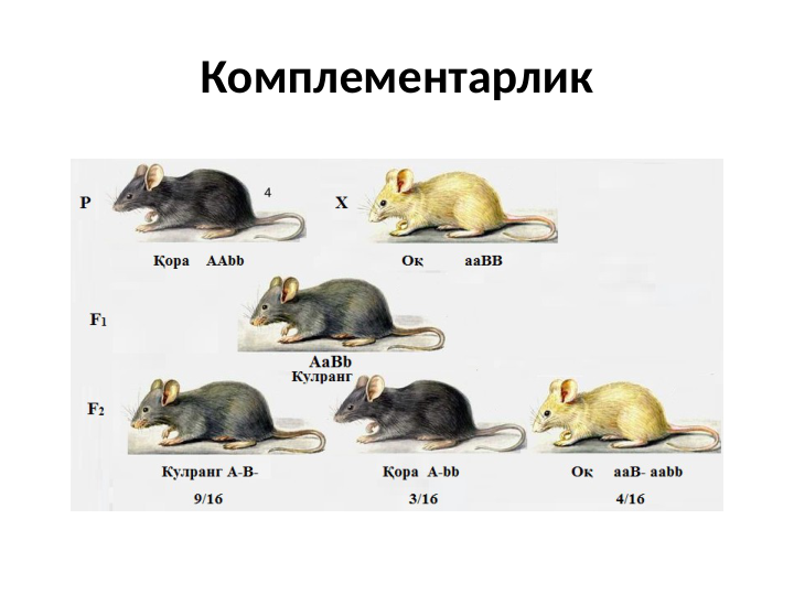 Комплементарлик
