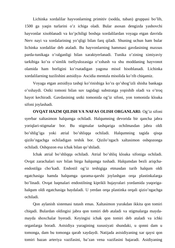 Lichinka xordalilar hayvonlarning primitiv (sodda, tuban) gruppasi bo’lib,
1500  ga  yaqin  turlarini  o’z  ichiga  oladi.  Bular  asosan  dengizda  yashovchi
hayvonlar xisoblanadi va ko’pchiligi boshqa xordalilardan voyaga  etgan davrida
Nerv nayi va xordalarining  yo’qligi bilan farq qiladi. Shuning uchun ham bular
lichinka xordalilar deb ataladi. Bu hayvonlarning hammasi gavdasining maxsus
parda-tunikaga  o’ralganligi  bilan  xaraktyerlanadi.  Tunika  o’zining  ximiyaviy
tarkibiga  ko’ra  o’simlik  tsellyulozasiga  o’xshash  va  shu  moddaning hayvonot
olamida  ham  borligini  ko’rsatadigan  yagona  misol  hisoblanadi.  Lichinka
xordalilarning tuzilishini astsidiya- Ascidia mentula misolida ko’rib chiqamiz.
Voyaga etgan astsidiya tashqi ko’rinishiga ko’ra qo’shog’izli shisha bankaga
o’xshaydi. Ostki tomoni bilan suv tagidagi substratga yopishib oladi va  o’troq
hayot kechiradi. Gavdasining ustki tomonida og’iz sifoni, yon tomonida kloaka
sifoni joylashadi.
OVQAT HAZM QILISH VA NAFAS OLISH ORGANLARI: Og’iz sifoni
syerbar xaltasimon halqumga ochiladi. Halqumning devorida bir qancha jabra
yoriqlari-stigmalar  bor.  Bu  stigmalar  tashqariga  ochilmasdan  jabra  oldi
bo’shlig’iga  yoki  atrial  bo’shliqqa  ochiladi.  Halqumning  tagida  qisqa
qizilo’ngachga  ochiladigan  teshik  bor.  Qizilo’ngach  xaltasimon  oshqozonga
ochiladi. Oshqozon esa ichak bilan qo’shiladi.
Ichak  atrial  bo’shliqqa  ochiladi.  Atrial  bo’shliq  kloaka  sifoniga  ochiladi.
Ovqat zarachalari suv bilan birga halqumga tushadi. Halqumdan bezli ariqcha-
endostilga  cho’kadi.  Endostil  og’iz  teshigiga  etmasdan  turib  halqum  oldi
egatchasiga  hamda  halqumga  qarama-qarshi  joylashgan  orqa  plastinkalarga
bo’linadi. Ovqat luqmalari  endostilning kiprikli hujayralari yordamida yuqoriga-
halqum oldi egatchasiga haydaladi. U yerdan orqa plastinka orqali qizio’ngachga
ochiladi.
Qon aylanish sistemasi tutash emas. Xaltasimon yurakdan ikkita qon tomiri
chiqadi. Bulardan oldingisi jabra qon tomiri deb ataladi va stigmalarga mayda-
mayda  shoxchalar  byeradi.  Keyingisi  ichak  qon  tomiri  deb  ataladi  va  ichki
organlarga  boradi.  Astsidiya  yuragining  xususiyati  shundaki,  u  qonni  dam  u
tomonga, dam bu tomonga qarab xaydaydi. Natijada astsidiyaning xar qaysi qon
tomiri  bazan  arteriya  vazifasini,  ba’zan  vena  vazifasini  bajaradi.  Asidiyaning

