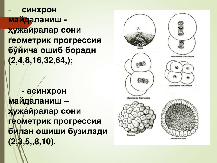 -
синхрон 
майдаланиш -
ҳужайралар сони 
геометрик прогрессия 
бўйича ошиб боради 
(2,4,8,16,32,64,);
- асинхрон 
майдаланиш –
ҳужайралар сони 
геометрик прогрессия 
билан ошиши бузилади 
(2,3,5,,8,10).
