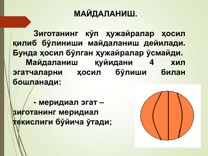 - меридиал эгат –
зиготанинг меридиал 
текислиги бўйича ўтади;
МАЙДАЛАНИШ.
Зиготанинг
кўп
ҳужайралар
ҳосил
қилиб бўлиниши майдаланиш дейилади.
Бунда ҳосил бўлган ҳужайралар ўсмайди.
Майдаланиш
қуйидани
4
хил
эгатчаларни
ҳосил
бўлиши
билан
бошланади:
