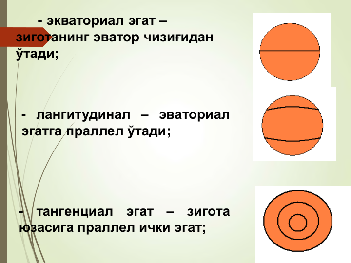 - экваториал эгат –
зиготанинг эватор чизиғидан 
ўтади;
- лангитудинал – эваториал
эгатга праллел ўтади;
-
тангенциал
эгат
–
зигота
юзасига праллел ички эгат;
