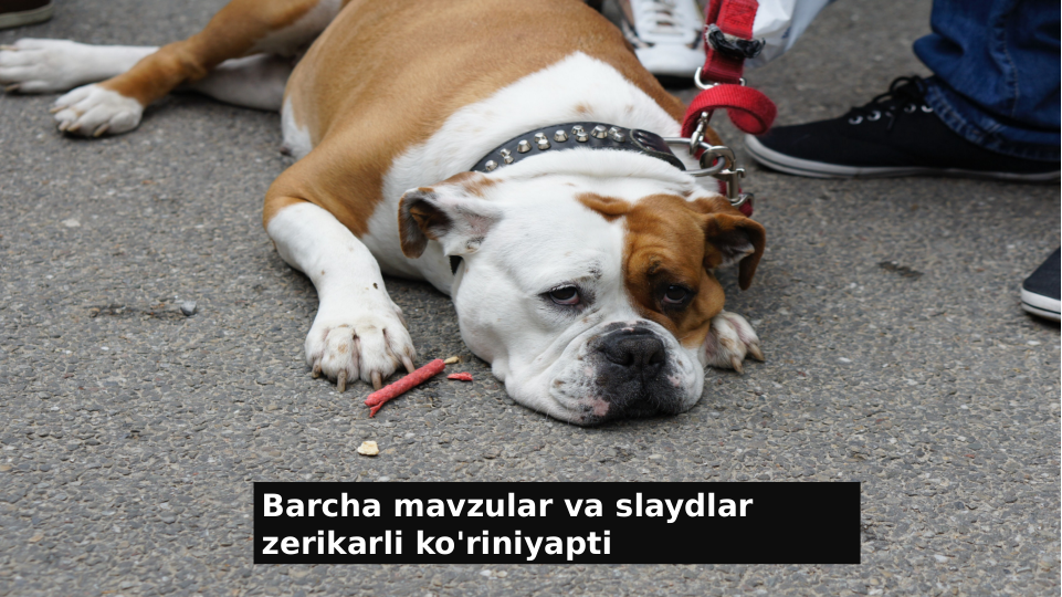 Barcha mavzular va slaydlar 
zerikarli ko'riniyapti
