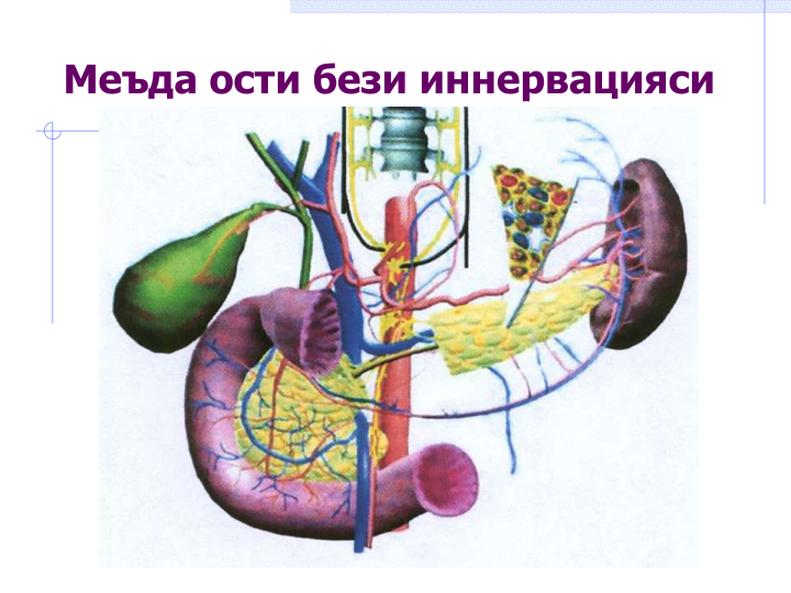 Меъда ости бези иннервацияси
