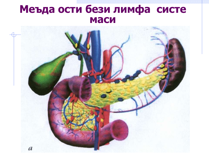 Меъда ости бези лимфа  систе
маси 
