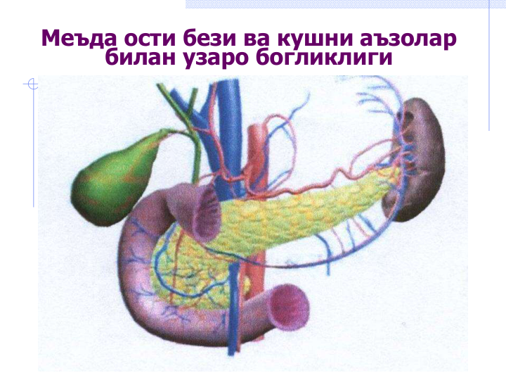 Меъда ости бези ва кушни аъзолар 
билан узаро богликлиги
