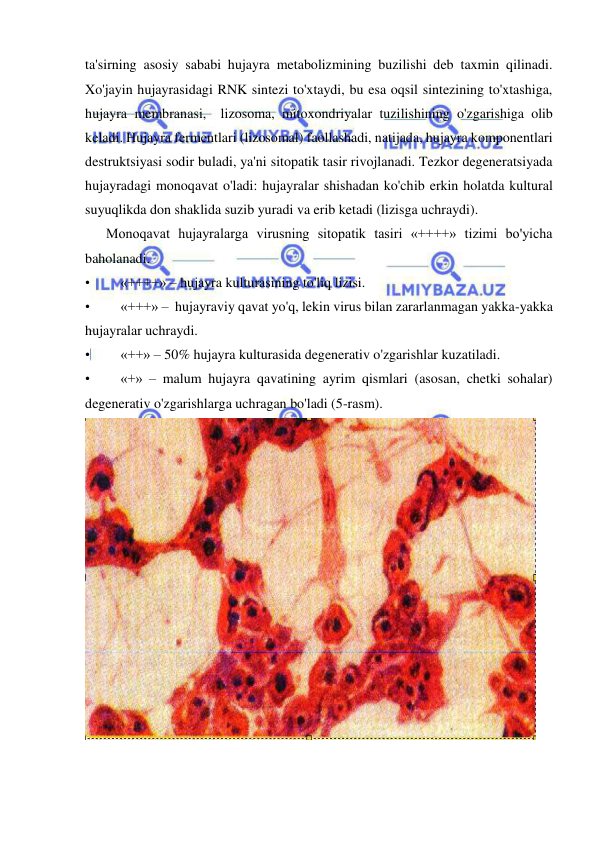  
 
ta'sirning asosiy sababi hujayra metabolizmining buzilishi deb taxmin qilinadi. 
Xo'jayin hujayrasidagi RNK sintezi to'xtaydi, bu esa oqsil sintezining to'xtashiga, 
hujayra membranasi,  lizosoma, mitoxondriyalar tuzilishining o'zgarishiga olib 
keladi. Hujayra fermentlari (lizosomal) faollashadi, natijada, hujayra komponentlari 
destruktsiyasi sodir buladi, ya'ni sitopatik tasir rivojlanadi. Tezkor degeneratsiyada 
hujayradagi monoqavat o'ladi: hujayralar shishadan ko'chib erkin holatda kultural 
suyuqlikda don shaklida suzib yuradi va erib ketadi (lizisga uchraydi). 
      Monoqavat hujayralarga virusning sitopatik tasiri «++++» tizimi bo'yicha 
baholanadi.  
• 
«++++» – hujayra kulturasining to'liq lizisi.  
• 
«+++» –  hujayraviy qavat yo'q, lekin virus bilan zararlanmagan yakka-yakka  
hujayralar uchraydi. 
• 
«++» – 50% hujayra kulturasida degenerativ o'zgarishlar kuzatiladi.  
• 
«+» – malum hujayra qavatining ayrim qismlari (asosan, chetki sohalar) 
degenerativ o'zgarishlarga uchragan bo'ladi (5-rasm).  
 
  
