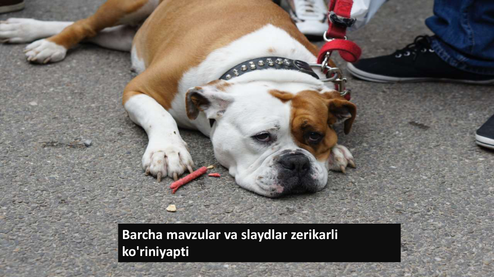 Barcha mavzular va slaydlar zerikarli
ko'riniyapti
