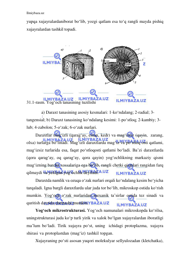 Ilmiybaza.uz 
 
 
yupqa xujayralardan iborat bo‘lib, yozgi qatlam esa to‘q rangli mayda pishiq 
xujayralardan tashkil topadi. 
 
 
 
31.1-rasm. Yog‘och tanasining tuzilishi 
a) Daraxt tanasining asosiy kesmalari: 1-ko‘ndalang; 2-radial; 3- 
tangensial; b) Daraxt tanasining ko‘ndalang kesimi: 1-po‘stloq; 2-kambiy; 3- 
lub; 4-zabolon; 5-o‘zak; 6-o‘zak nurlari. 
Daraxtlar mag‘izli (qarag‘ay, eman, kedr) va mag‘izsiz (qayin, zarang, 
olxa) turlarga bo‘linadi. Mag‘izli daraxtlarda mag‘iz va po‘stloq osti qatlami, 
mag‘izsiz turlarida esa, faqat po‘stloqosti qatlami bo‘ladi. Ba’zi daraxtlarda 
(qora qarag‘ay, oq qarag‘ay, qora qayin) yog‘ochlikning markaziy qismi 
mag‘izning barcha xossalariga ega bo‘lib, rangli chetki qismlari rangidan farq 
qilmaydi va yetilgan yog‘ochlik deyiladi. 
Daraxtda namlik va ozuqa o‘zak nurlari orqali ko‘ndalang kesim bo‘yicha 
tarqaladi. Igna bargli daraxtlarda ular juda tor bo‘lib, mikroskop ostida ko‘rish 
mumkin. Yog‘och o‘zak nurlaridan mexanik ta’sirlar ostida tez sinadi va 
quritish davrida chetnashi mumkin. 
Yog‘och mikrostrukturasi. Yog‘och namunalari mikroskopda ko‘rilsa, 
uning strukturasi juda ko‘p turli yirik va xalok bo‘lgan xujayralardan iboratligi 
ma’lum bo‘ladi. Tirik xujayra po‘st, uning ichidagi protoplazma, xujayra 
shirasi va protoplastdan (mag‘iz) tashkil topgan. 
Xujayraning po‘sti asosan yuqori molekulyar sellyulozadan (kletchatka), 
Ё\очлик 
