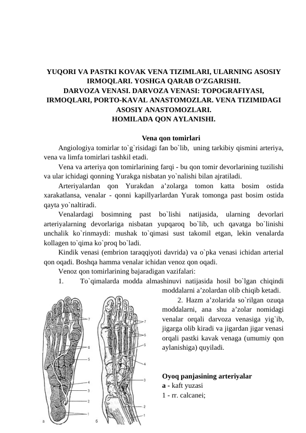 YUQORI VA PASTKI KOVAK VENA TIZIMLARI, ULARNING ASOSIY
IRMOQLARI. YOSHGA QARAB O‘ZGARISHI.
DARVOZA VENASI. DARVOZA VENASI: TOPOGRAFIYASI,
IRMOQLARI, PORTO-KAVAL ANASTOMOZLAR. VENA TIZIMIDAGI
ASOSIY ANASTOMOZLARI.
HOMILADA QON AYLANISHI.
Vena qon tomirlari
Angiologiya tomirlar to`g`risidagi fan bo`lib,  uning tarkibiy qismini arteriya,
vena va limfa tomirlari tashkil etadi. 
Vena va arteriya qon tomirlarining farqi - bu qon tomir devorlarining tuzilishi
va ular ichidagi qonning Yurakga nisbatan yo`nalishi bilan ajratiladi. 
Arteriyalardan  qon  Yurakdan  a’zolarga  tomon  katta  bosim  ostida
xarakatlansa, venalar - qonni kapillyarlardan Yurak tomonga past bosim ostida
qayta yo`naltiradi. 
Venalardagi  bosimning  past  bo`lishi  natijasida,  ularning  devorlari
arteriyalarning  devorlariga  nisbatan  yupqaroq  bo`lib,  uch  qavatga  bo`linishi
unchalik  ko`rinmaydi:  mushak  to`qimasi  sust  takomil  etgan,  lekin  venalarda
kollagen to`qima ko`proq bo`ladi. 
Kindik venasi (embrion taraqqiyoti davrida) va o`pka venasi ichidan arterial
qon oqadi. Boshqa hamma venalar ichidan venoz qon oqadi. 
Venoz qon tomirlarining bajaradigan vazifalari: 
1.
To`qimalarda modda almashinuvi natijasida hosil bo`lgan chiqindi
moddalarni a’zolardan olib chiqib ketadi. 
     2. Hazm a’zolarida so`rilgan ozuqa
moddalarni,  ana  shu  a’zolar  nomidagi
venalar  orqali  darvoza  venasiga  yig`ib,
jigarga olib kiradi va jigardan jigar venasi
orqali pastki kavak venaga (umumiy qon
aylanishiga) quyiladi. 
Oyoq panjasining arteriyalar 
a - kaft yuzasi
1 - rr. calcanei; 
