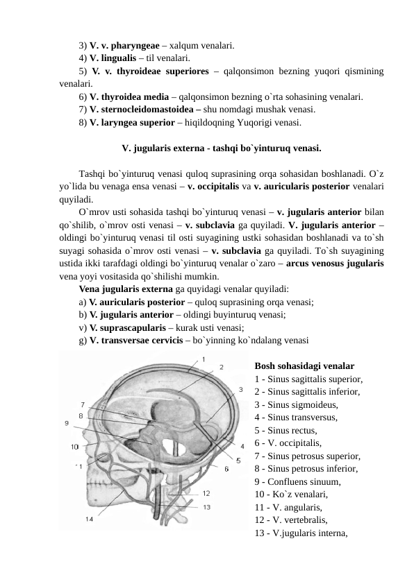 3) V. v. pharyngeae – xalqum venalari. 
4) V. lingualis – til venalari. 
5)  V. v. thyroideae superiores – qalqonsimon bezning yuqori qismining
venalari. 
6) V. thyroidea media – qalqonsimon bezning o`rta sohasining venalari. 
7) V. sternocleidomastoidea – shu nomdagi mushak venasi. 
8) V. laryngea superior – hiqildoqning Yuqorigi venasi. 
V. jugularis externa - tashqi bo`yinturuq venasi.
Tashqi bo`yinturuq venasi quloq suprasining orqa sohasidan boshlanadi. O`z
yo`lida bu venaga ensa venasi – v. occipitalis va v. auricularis posterior venalari
quyiladi. 
O`mrov usti sohasida tashqi bo`yinturuq venasi – v. jugularis anterior bilan
qo`shilib, o`mrov osti venasi – v. subclavia ga quyiladi. V. jugularis anterior –
oldingi bo`yinturuq venasi til osti suyagining ustki sohasidan boshlanadi va to`sh
suyagi sohasida o`mrov osti venasi – v. subclavia ga quyiladi. To`sh suyagining
ustida ikki tarafdagi oldingi bo`yinturuq venalar o`zaro – arcus venosus jugularis
vena yoyi vositasida qo`shilishi mumkin. 
Vena jugularis externa ga quyidagi venalar quyiladi: 
a) V. auricularis posterior – quloq suprasining orqa venasi; 
b) V. jugularis anterior – oldingi buyinturuq venasi; 
v) V. suprascapularis – kurak usti venasi; 
g) V. transversae cervicis – bo`yinning ko`ndalang venasi
Bosh sohasidagi venalar 
1 - Sinus sagittalis superior,
2 - Sinus sagittalis inferior,
3 - Sinus sigmoideus,
4 - Sinus transversus,
5 - Sinus rectus,
6 - V. occipitalis,
7 - Sinus petrosus superior,
8 - Sinus petrosus inferior,
9 - Confluens sinuum,
10 - Ko`z venalari,
11 - V. angularis,
12 - V. vertebralis,
13 - V.jugularis interna,
