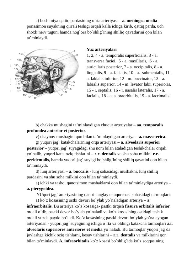 a) bosh miya qattiq pardasining o`rta arteriyasi – a. meningea media – 
ponasimon suyakning qirrali teshigi orqali kalla ichiga kirib, qattiq parda, uch 
shoxli nerv tuguni hamda nog`ora bo`shlig`ining shilliq qavatlarini qon bilan 
ta’minlaydi. 
Yuz arteriyalari
1, 2, 4 - a. temporalis superficialis, 3 - a.  
transversa faciei,  5 - a. maxillaris,  6 - a. 
auricularis posterior, 7 - a. occipitalis, 8 - a. 
lingualis, 9 - a. facialis, 10 - a.  submentalis, 11 - 
a. labialis inferior, 12 - m. buccinator, 13 - a. 
labialis superior, 14 - m. levator labii superioris, 
15 - r. septalis, 16 - r. nasalis lateralis, 17 - a. 
facialis, 18 - a. supraorbitalis, 19 - a. lacrimalis.
b) chakka mushagini ta’minlaydigan chuqur arteriyalar – aa. temporalis 
profundea anterior et posterior. 
v) chaynov mushagini qon bilan ta’minlaydigan arteriya – a. masseterica. 
g) yuqori jag` katakchalarining orqa arteriyasi – a. alveolaris superior 
posterior – yuqori jag` suyagidagi shu nom bilan ataladigan teshikchalar orqali 
yo`nalib, yuqori katta oziq tishlarini – r.r. dentalis va shu soha milkini r.r. 
peridentalis, hamda yuqori jag` suyagi bo`shlig`ining shilliq qavatini qon bilan 
ta’minlaydi. 
d) lunj arteriyasi – a. buccalis - lunj sohasidagi mushakni, lunj shilliq 
pardasini va shu soha milkini qon bilan ta’minlaydi. 
e) ichki va tashqi qanotsimon mushaklarni qon bilan ta’minlaydiga arteriya – 
a. pterygoidea. 
 YUqori jag` arteriyasining qanot-tanglay chuqurchasi sohasidagi tarmoqlari: 
a) ko`z kosasining ostki devori bo`ylab yo`naladigan arteriya – a. 
infraorbitalis. Bu arteriya ko`z kosasiga- pastki tirqish fissura orbitalis inferior 
orqali o`tib, pastki devor bo`ylab yo`naladi va ko`z kosasining ostidagi teshik 
orqali yuzda paydo bo`ladi. Ko`z kosasining pastki devori bo`ylab yo`nalayogan 
arteriyadan - yuqori jag` suyagining ichiga o`rta va oldingi katakcha tarmoqlari aa.
alveolaris superiores anteriores et media yo`naladi. Bu tarmoqlar yuqori jag`da 
joylashga kichik oziq tishlarni, kesuv tishlarini – r.r. dentalis va milklarini qon 
bilan ta’minlaydi. A. infraorbitalis ko`z kosasi bo`shlig`ida ko`z soqqasining 
