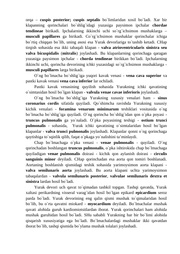 orqa –  cuspis posterior;  cuspis  septalis bo`limlaridan xosil  bo`ladi. Xar bir
klapanning  qorinchalari  bo`shlig`idagi  yuzasiga  paysimon  ipchalar  chordae
tendineae birikadi.  Ipchalarning  ikkinchi  uchi  so`rg`ichsimon  mushaklarga  –
musculi  papillares ga  birikadi.  Co`rg`ichsimon  mushaklar  qorinchalar  ichiga
bo`rtiq chiqqan bo`lib, uning asosi esa Yurak devorlariga to`tashib ketadi. CHap
tirqish sohasida esa ikki tabaqali klapan -  valva atrioventricularis sinistra seu
valva bicuspidalis (mitralis) joylashadi. Bu klapanlarning qorinchaga qaragan
yuzasiga paysimon ipchalar -  chorda tendineae  birikkan bo`ladi. Ipchalarning
ikkinchi uchi, qorincha devorining ichki yuzasidagi so`rg`ichsimon mushaklarga -
musculi papillares larga birikadi. 
O`ng bo`lmacha bo`shlig`iga yuqori kavak venasi - vena cava superior va
pastki kavak venasi vena cava inferior lar ochiladi. 
Pastki  kavak  venasining  quyilish  sohasida  Yurakning  ichki  qavatining
o`simtasidan hosil bo`lgan klapan - valvula venae cavae inferioris joylashadi. 
O`ng  bo`lmacha  bo`shlig`iga  Yurakning  xususiy  venalari  ham  -  sinus
coronarius  cordis sifatida  quyiladi.  Qo`shimcha  ravishda  Yurakning  xususiy
kichik  venalari  -  foramina  venarum minimarum teshiklari  vositasida  o`ng
bo`lmacha bo`shlig`iga quyiladi. O`ng qorincha bo`shlig`idan qon o`pka poyasi -
truncus  pulmonalis ga  yo`naladi. O`pka  poyasining  teshigi  -  ostium  trunci
pulmonalis -  sohasida,   Yurak  ichki  qavatining  o`simtalaridan  hosil  bo`lgan
klapanlar - valva trunci pulmonalis joylashadi. Klapanlar qonni o`ng qorinchaga
qaytishiga to`sqinlik qilib, faqat o`pkaga yo`nalishini ta’minlaydi. 
Chap  bo`lmachaga  o`pka  venasi  -  venae  pulmonalis -  quyiladi.  O`ng
qorinchadan boshlangan truncus pulmonalis, o`pka ishtirokida chap bo`lmachaga
quyiladigan  venae pulmonalis doirasi - kichik qon aylanish doirasi -  circulis
sanguinis minor  deyiladi. CHap qorinchadan esa aorta qon tomiri boshlanadi.
Aortaning boshlanish qismidagi teshik sohasida yarimoysimon aorta klapani -
valva  semilunaris  aorta joylashadi.  Bu  aorta  klapani  uchta  yarimoysimon
tabaqalardan -  valvula semilunaris posterior,  valvulae semilunaris dextra et
sinistra lardan hosil bo`ladi. 
Yurak devori uch qavat to`qimadan tashkil topgan. Tashqi qavatda, Yurak
xaltasi perikardning visseral varag`idan hosil bo`lgan epikard  epicardium seroz
parda bo`ladi. Yurak devorining eng qalin qismi mushak to`qimalaridan hosil
bo`lib, bu o`rta qavatni miokard -  myocardium deyiladi. Bo`lmachalar mushak
qavati alohida guruh kardiomiotsitlardan iborat. Yurak qorinchalari ham alohida
mushak guruhidan hosil bo`ladi. SHu sababli Yurakning har bir bo`limi alohida
qisqarish xususiyatiga ega bo`ladi. Bo`lmachalardagi  mushaklar  ikki qavatdan
iborat bo`lib, tashqi qismida bo`ylama mushak tolalari joylashadi. 
