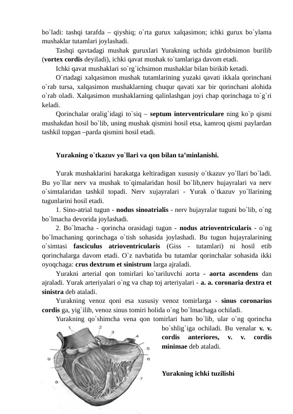 bo`ladi: tashqi tarafda – qiyshiq; o`rta gurux xalqasimon; ichki gurux bo`ylama
mushaklar tutamlari joylashadi. 
Tashqi qavtadagi mushak guruxlari Yurakning uchida girdobsimon burilib
(vortex cordis deyiladi), ichki qavat mushak to`tamlariga davom etadi.
Ichki qavat mushaklari so`rg`ichsimon mushaklar bilan birikib ketadi. 
O`rtadagi xalqasimon mushak tutamlarining yuzaki qavati ikkala qorinchani
o`rab tursa, xalqasimon mushaklarning chuqur qavati xar bir qorinchani alohida
o`rab oladi. Xalqasimon mushaklarning qalinlashgan joyi chap qorinchaga to`g`ri
keladi.
Qorinchalar oralig`idagi to`siq – septum interventriculare ning ko`p qismi
mushakdan hosil bo`lib, uning mushak qismini hosil etsa, kamroq qismi paylardan
tashkil topgan –parda qismini hosil etadi.  
Yurakning o`tkazuv yo`llari va qon bilan ta’minlanishi.
Yurak mushaklarini harakatga keltiradigan xususiy o`tkazuv yo`llari bo`ladi.
Bu yo`llar nerv va mushak to`qimalaridan hosil bo`lib,nerv hujayralari va nerv
o`simtalaridan  tashkil  topadi.  Nerv  xujayralari  -  Yurak  o`tkazuv  yo`llarining
tugunlarini hosil etadi. 
1. Sino-atrial tugun - nodus sinoatrialis - nerv hujayralar tuguni bo`lib, o`ng
bo`lmacha devorida joylashadi. 
2. Bo`lmacha - qorincha orasidagi tugun - nodus atrioventricularis - o`ng
bo`lmachaning qorinchaga o`tish sohasida joylashadi. Bu tugun hujayralarining
o`simtasi  fasciculus  atrioventricularis (Giss  -  tutamlari)  ni  hosil  etib
qorinchalarga davom etadi. O`z navbatida bu tutamlar qorinchalar sohasida ikki
oyoqchaga: crus dextrum et sinistrum larga ajraladi. 
Yurakni arterial qon tomirlari ko`tariluvchi aorta -  aorta ascendens dan
ajraladi. Yurak arteriyalari o`ng va chap toj arteriyalari - a. a. coronaria dextra et
sinistra deb ataladi.
Yurakning  venoz qoni  esa  xususiy  venoz tomirlarga -  sinus coronarius
cordis ga, yig`ilib, venoz sinus tomiri holida o`ng bo`lmachaga ochiladi.
Yurakning qo`shimcha vena qon tomirlari ham bo`lib, ular o`ng qorincha
bo`shlig`iga ochiladi. Bu venalar  v. v.
cordis  anteriores,  v.  v.  cordis
minimae deb ataladi.
Yurakning ichki tuzilishi 
