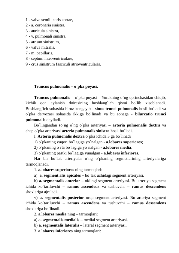 1 - valva semilunaris aortae, 
2 - a. coronaria sinistra, 
3 - auricula sinistra, 
4 - v. pulmonali sinistra, 
5 - atrium sinistrum, 
6 - valva mitralis, 
7 - m. papillaris, 
8 - septum interventriculare, 
9 - crus sinistrum fasciculi atrioventricularis. 
Truncus pulmonalis – o`pka poyasi.
Truncus pulmonalis – o`pka poyasi – Yurakning o`ng qorinchasidan chiqib,
kichik  qon  aylanish  doirasining  boshlang`ich  qismi  bo`lib  xisoblanadi.
Boshlang`ich sohasida biroz kengayib - sinus trunci pulmonalis hosil bo`ladi va
o`pka  darvozasi  sohasida  ikkiga  bo`linadi  va  bu  sohaga  -  bilurcatio  trunci
pulmonalis deyiladi.
Bo`lingandan so`ng o`ng o`pka arteriyasi –  arteria pulmonalis dextra va
chap o`pka arteriyasi arteria pulmonalis sinistra hosil bo`ladi. 
I. Arteria pulmonalis dextra o`pka ichida 3 ga bo`linadi 
1) o`pkaning yuqori bo`lagiga yo`nalgan - a.lobares superiores; 
2) o`pkaning o`rta bo`lagiga yo`nalgan - a.lobares media; 
3) o`pkaning pastki bo`lagiga yunalgan - a.lobares inferiores. 
Har  bir  bo`lak  arteriyalar  o`ng  o`pkaning  segmetlarining  arteriyalariga
tarmoqlanadi.
1. a.lobares superiores ning tarmoqlari: 
a)  a. segment alis apicales – bo`lak uchidagi segment arteriyasi.
b) a. segmentalis anterior – oldingi segment arteriyasi. Bu arteriya segment
ichida  ko`tariluvchi  –  ramus  ascendeus va  tushuvchi  –  ramus  descendens
shoxlariga ajraladi. 
v)  a. segmentalis posterior orqa segment arteriyasi. Bu arteriya segment
ichida  ko`tariluvchi  –  ramus  ascendens  va  tushuvchi  –  ramus  dessendens
shoxlariga bo`linadi.
2. a.lobares media ning – tarmoqlari:
a) a. segmentalis medialis – medial segment arteriyasi.
b) a. segmentalis lateralis – lateral segment arteriyasi.
3. a.lobares inferiores ning tarmoqlari: 
