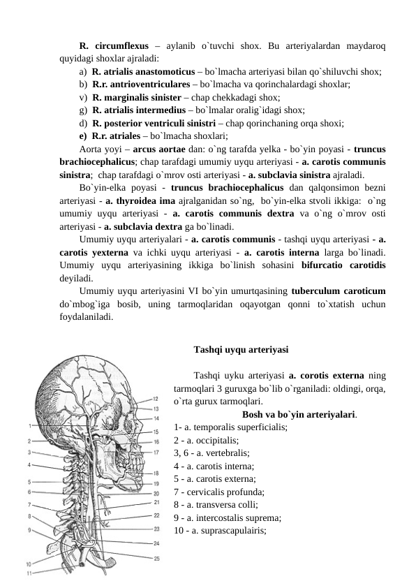 R.  circumflexus –  aylanib  o`tuvchi  shox.  Bu  arteriyalardan  maydaroq
quyidagi shoxlar ajraladi: 
a)  R. atrialis anastomoticus – bo`lmacha arteriyasi bilan qo`shiluvchi shox;
b)  R.r. antrioventriculares – bo`lmacha va qorinchalardagi shoxlar;
v)  R. marginalis sinister – chap chekkadagi shox;
g)  R. atrialis intermedius – bo`lmalar oralig`idagi shox;
d)  R. posterior ventriculi sinistri – chap qorinchaning orqa shoxi;  
e)  R.r. atriales – bo`lmacha shoxlari;
Aorta yoyi – arcus aortae dan: o`ng tarafda yelka - bo`yin poyasi - truncus
brachiocephalicus; chap tarafdagi umumiy uyqu arteriyasi - a. carotis communis
sinistra;  chap tarafdagi o`mrov osti arteriyasi - a. subclavia sinistra ajraladi. 
Bo`yin-elka  poyasi  -  truncus  brachiocephalicus dan qalqonsimon bezni
arteriyasi - a. thyroidea ima ajralganidan so`ng,  bo`yin-elka stvoli ikkiga:  o`ng
umumiy uyqu arteriyasi  -  a. carotis communis  dextra va o`ng o`mrov osti
arteriyasi - a. subclavia dextra ga bo`linadi. 
Umumiy uyqu arteriyalari - a. carotis communis - tashqi uyqu arteriyasi - a.
carotis yexterna va ichki uyqu arteriyasi -  a. carotis interna  larga bo`linadi.
Umumiy  uyqu  arteriyasining  ikkiga  bo`linish  sohasini  bifurcatio  carotidis
deyiladi. 
Umumiy uyqu arteriyasini VI bo`yin umurtqasining tuberculum caroticum
do`mbog`iga  bosib,  uning  tarmoqlaridan  oqayotgan  qonni  to`xtatish  uchun
foydalaniladi.
Tashqi uyqu arteriyasi
Tashqi uyku arteriyasi  a. corotis externa ning
tarmoqlari 3 guruxga bo`lib o`rganiladi: oldingi, orqa,
o`rta gurux tarmoqlari. 
                            Bosh va bo`yin arteriyalari.  
1- a. temporalis superficialis; 
2 - a. occipitalis; 
3, 6 - a. vertebralis; 
4 - a. carotis interna; 
5 - a. carotis externa; 
7 - cervicalis profunda; 
8 - a. transversa colli; 
9 - a. intercostalis suprema; 
10 - a. suprascapulairis; 
