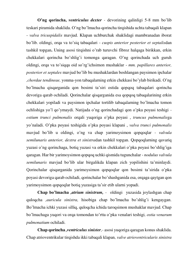 O’ng qorincha, ventriculus dexter - devorining qalinligi 5-8 mm bo’lib 
teskari piramida shaklida. O’ng bo’lmacha-qorincha tirqishida uchta tabaqali klapan 
- valva tricuspidalis mavjud. Klapan uchburchak shaklidagi mambranadan iborat 
bo’lib. oldingi, orqa va to’siq tabaqalari - cuspis anterior posterior et septalisdan 
tashkil topgan. Uning asosi tirqishni o’rab turuvchi fibroz halqaga birikkan, erkin 
chekkalari qorincha bo’shlig’i tomonga qaragan. O’ng qorinchada uch guruh 
oldingi, orqa va to’siqqa oid so’rg’ichsimon mushaklar - mm. papillares anterior, 
posterior et septales mavjud bo’lib bu mushaklardan boshlangan paysimon ipchalar 
,chordae tendineae, yonma-yon tabaqalarning erkin chekkasi bo’ylab birikadi. O’ng 
bo’lmacha qisqarganida qon bosimi ta’siri ostida qopqoq tabaqalari qorincha 
devoriga qarab ochiladi. Qorinchalar qisqarganida esa qopqoq tabaqalarining erkin 
chekkalari yopiladi va paysimon ipchalar tortilib tabaqalarning bo’lmacha tomon 
ochlishiga yo’l qo’ymaydi. Natijada o’ng qorinchadagi qon o’pka poyasi teshigi - 
ostium trunci pulmonalis orqali yuqoriga o’pka poyasi , truncus pulmonalisga 
yo’naladi. O’pka poyasi teshigida o’pka poyasi klapani , valva trunci pulmonalis 
mavjud bo’lib u oldingi, o’ng va chap yarimoysimon qopqoqlar - valvula 
semilunaris anterior, dextra et sinistradan tashkil topgan. Qopqoqlarning qavariq 
yuzasi o’ng qorinchaga, botiq yuzasi va erkin chekkalari o’pka poyasi bo’shlig’iga 
qaragan. Har bir yarimoysimon qopqoq uchki qismida tugunchalar - nodulus valvula 
semilunaris mavjud bo’lib ular birgalikda klapan zich yopilishini ta’minlaydi. 
Qorinchalar qisqarganida yarimoysimon qopqoqlar qon bosimi ta’sirida o’pka 
poyasi devoriga qarab ochiladi, qorinchalar bo’shashganida esa, orqaga qaytgan qon 
yarimoysimon qopqoqlar botiq yuzasiga ta’sir etib ularni yopadi.  
Chap bo’lmacha ,atrium sinistrum, -  oldingi  yuzasida joylashgan chap 
quloqcha ,auricula sinistra, hisobiga chap bo’lmacha bo’shlig’i kengaygan. 
Bo’lmacha ichki yuzasi silliq, quloqcha ichida taroqsimon mushaklar mavjud. Chap 
bo’lmachaga yuqori va orqa tomondan to’rtta o’pka venalari teshigi, ostia venarum 
pulmonatium ochiladi. 
Chap qorincha ,ventriculus sinister,- asosi yuqoriga qaragan konus shaklida. 
Chap atrioventrikular tirqishda ikki tabaqali klapan, valve atrioventricularis sinistra 
